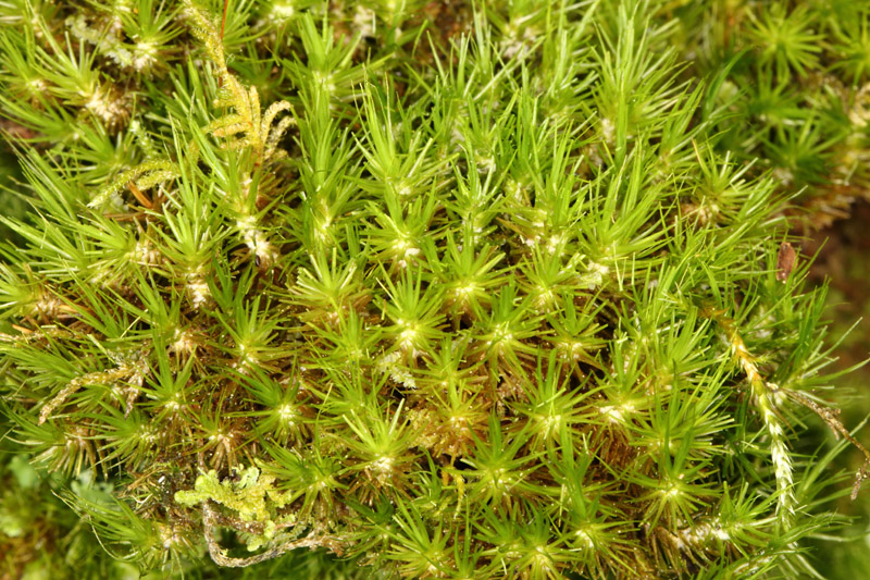 Dicranum viride